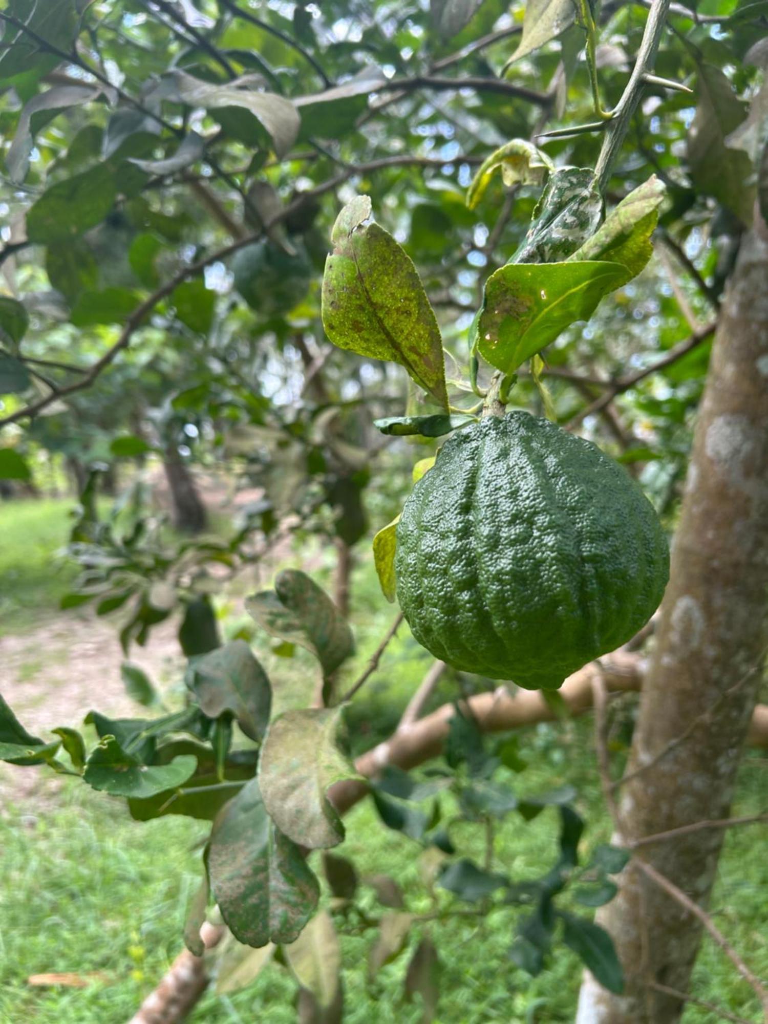 Gramam Homestay, Cochin Kochi Dış mekan fotoğraf
